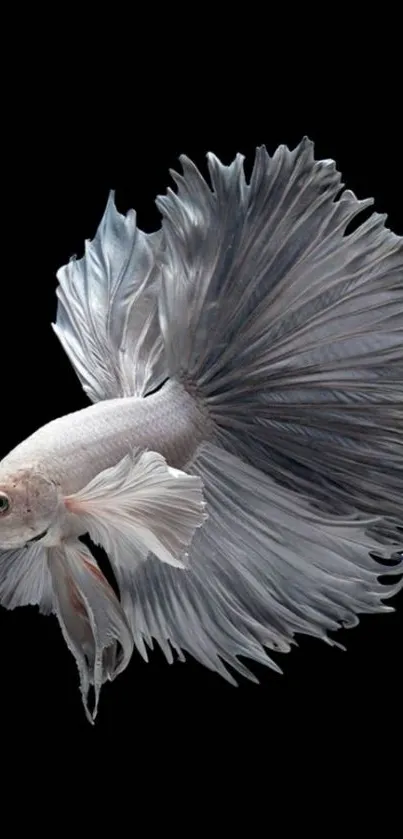 Elegant white Betta fish on a black background mobile wallpaper.