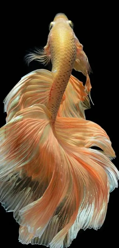 Elegant Betta fish with flowing fins on a black background.