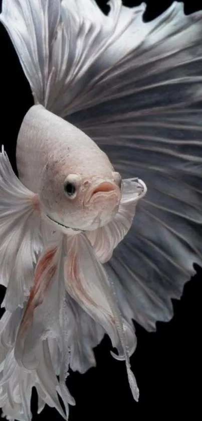 Elegant white betta fish with flowing fins on a black background.