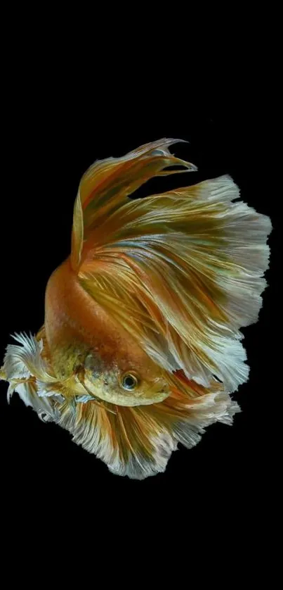 Vibrant orange Betta fish with graceful fins on black background.