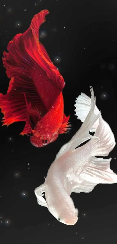 Elegant red and white Betta fish on black background, perfect phone wallpaper.