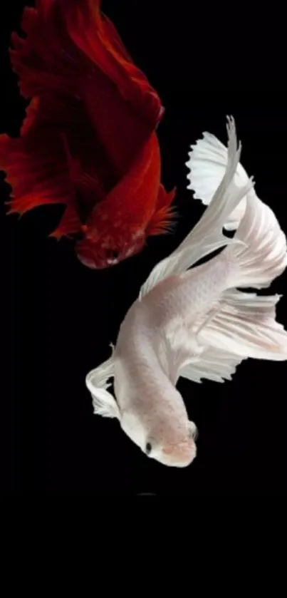 Elegant red and white Betta fish on a black background.