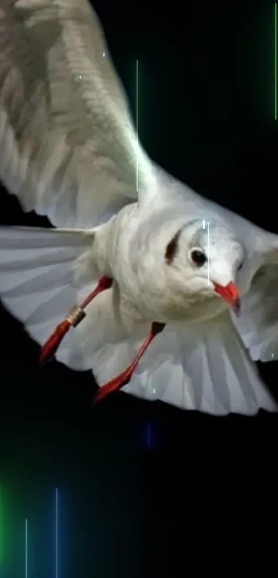 Bird in flight with neon light streaks on a dark background.