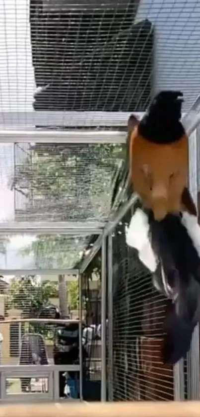 Elegant bird in a sunny aviary, showcasing its natural beauty.