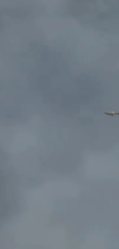 Bird elegantly flying against a blue sky backdrop.