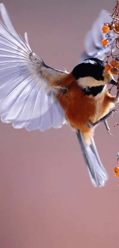 Elegant bird in flight with soft brown background and vibrant orange details.