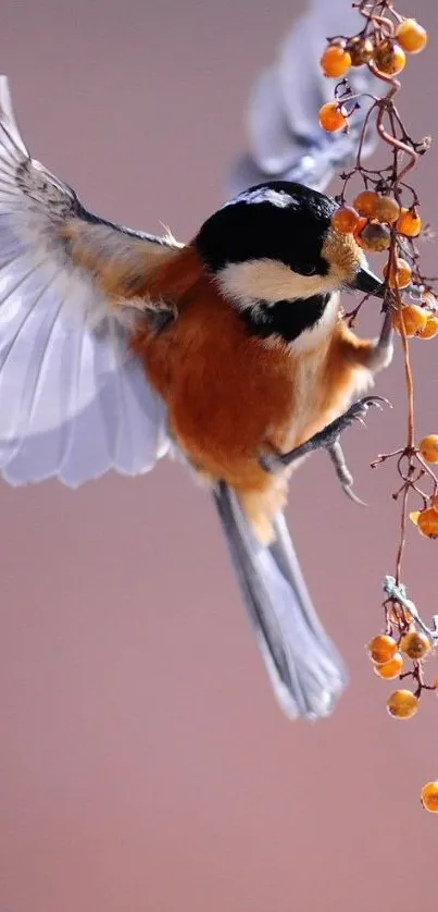 Bird in flight with autumn berries close-up wallpaper.