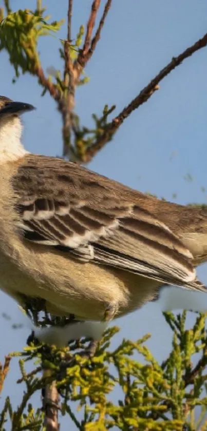 Bird perched on a branch against a blue sky.