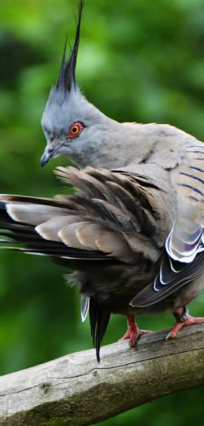 Crested bird perched on a tree branch with lush green background.