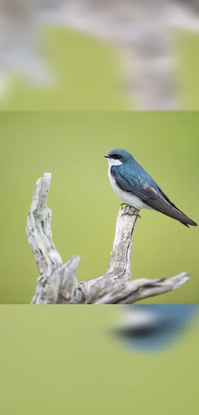 Bird on driftwood with green background.