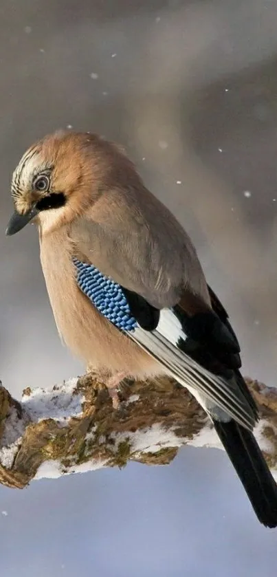 Elegant bird perched on a snow-dusted branch with a winter backdrop.