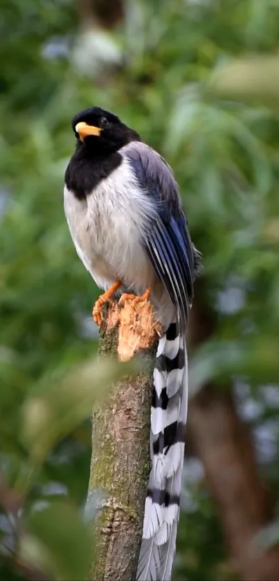 Long-tailed bird perched on a tree branch with green leaves background.