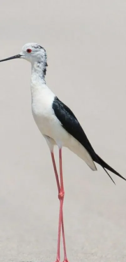 Bird silhouette with pink legs on light gray backdrop.