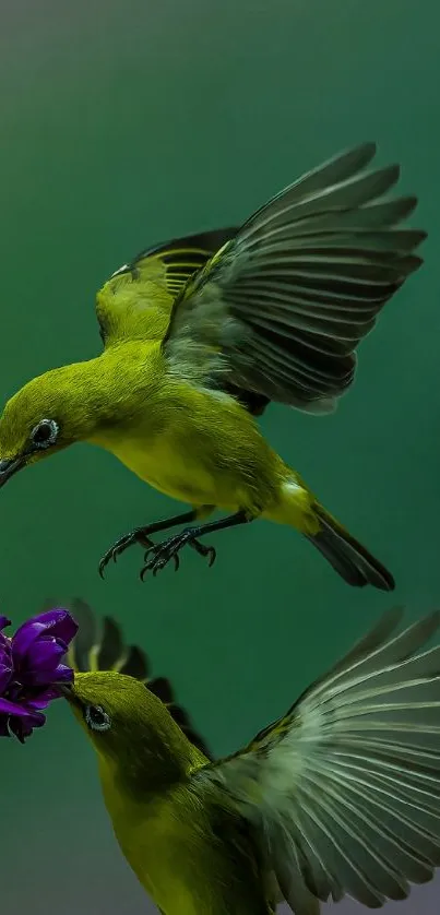 Two vibrant green birds in flight with blurred background.