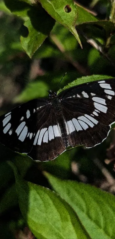 Black and white butterfly on green leaves wallpaper.