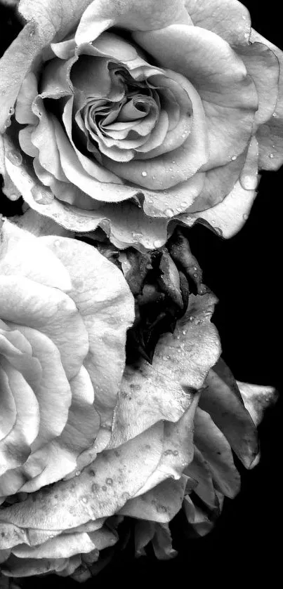 Black and white roses create a classic, elegant wallpaper design.