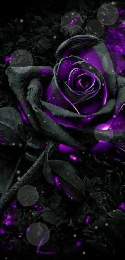 Black and purple rose on dark background wallpaper.