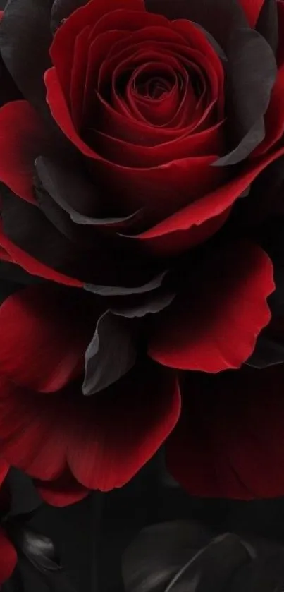 Elegant black and red rose wallpaper.