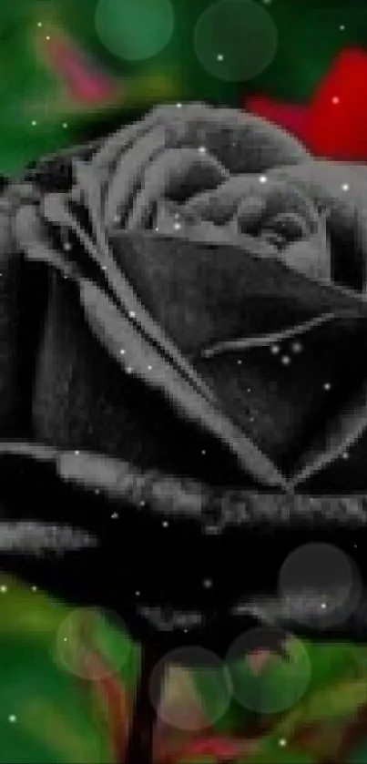 Black rose with red rose background on mobile wallpaper.