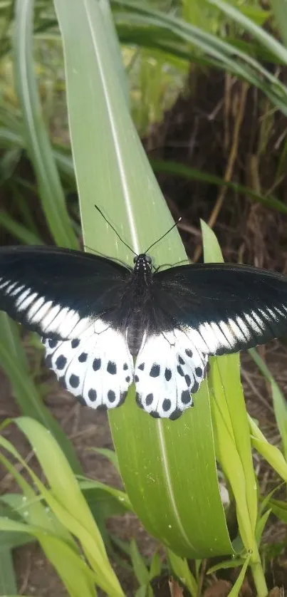 Elegant black and white butterfly on green leaves wallpaper.