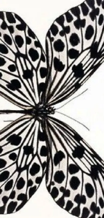 Black and white butterfly design for a mobile wallpaper.