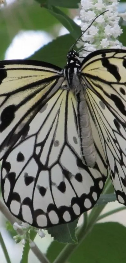 Black and white butterfly on green leaves and flowers.