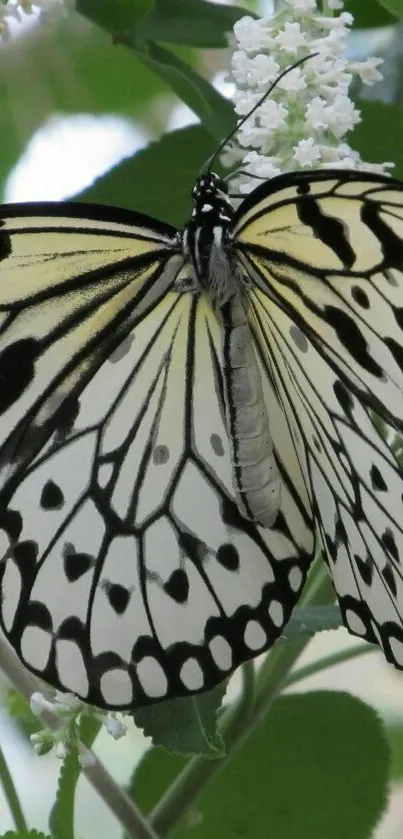 Elegant black and white butterfly perched on leafy green background.