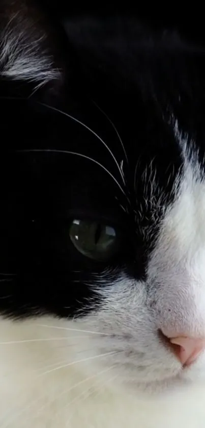 Close-up of an elegant black and white cat with green eyes.