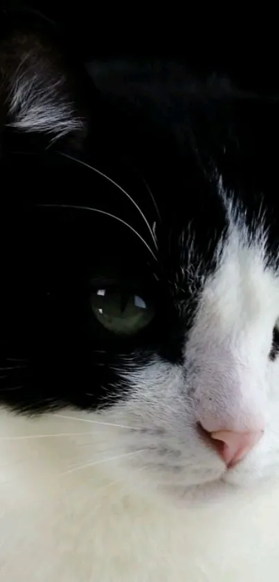 Close-up of a black and white cat with striking green eyes.