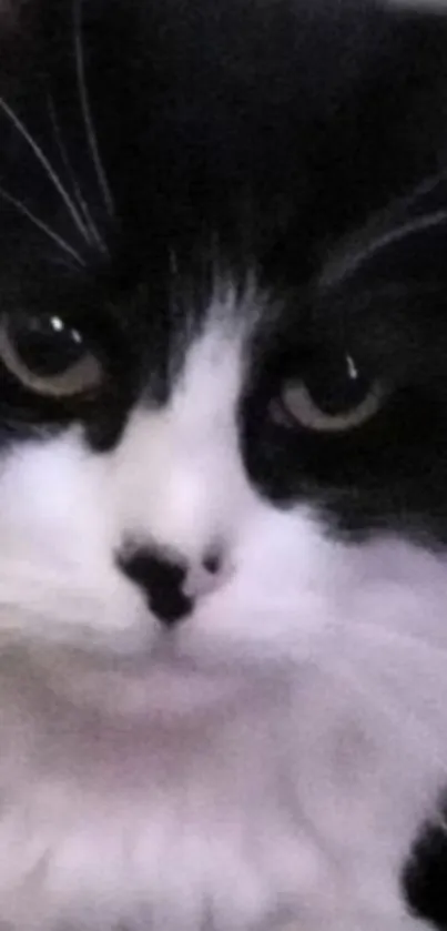 Close-up of a fluffy black and white cat with striking features.