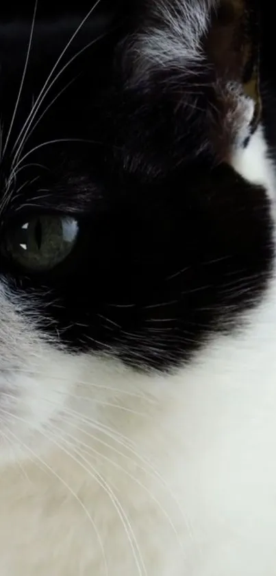 Close-up of a black and white cat with striking green eyes.