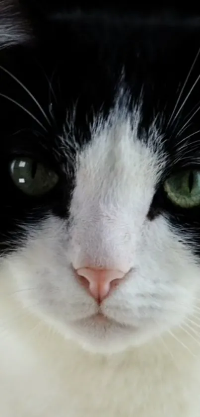 Close-up of a black and white cat with piercing green eyes.