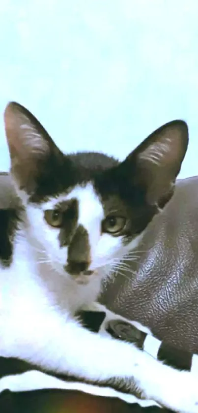 Black and white cat resting on leather couch.