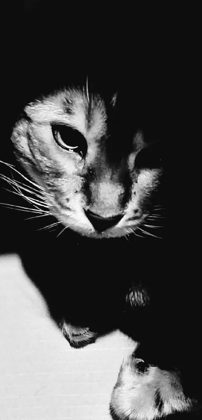 Stunning black and white cat portrait in a high-contrast mobile wallpaper.