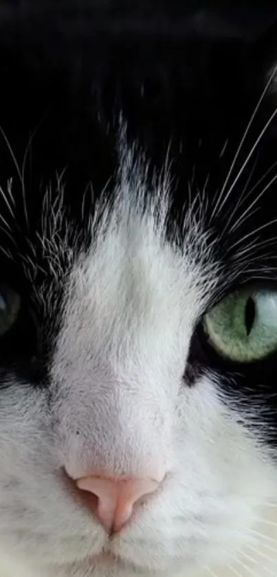 Close-up of a black and white cat with striking green eyes.