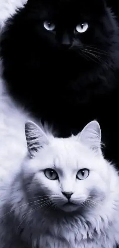 Black and white cats elegantly posed.
