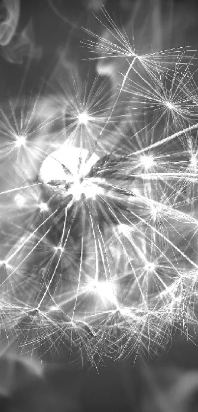 Black and white dandelion mobile wallpaper.