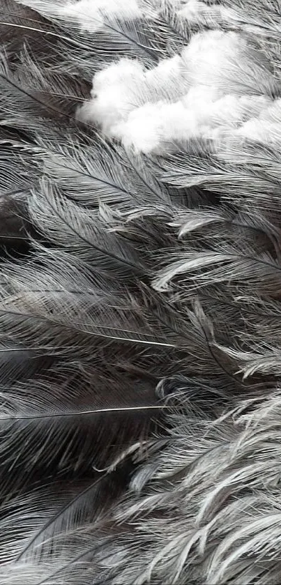 Elegant black and white feather wallpaper.