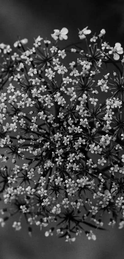 Black and white floral mobile wallpaper, intricate flower design.