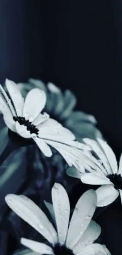 Black and white daisy flowers with dewdrops, in a monochrome theme.