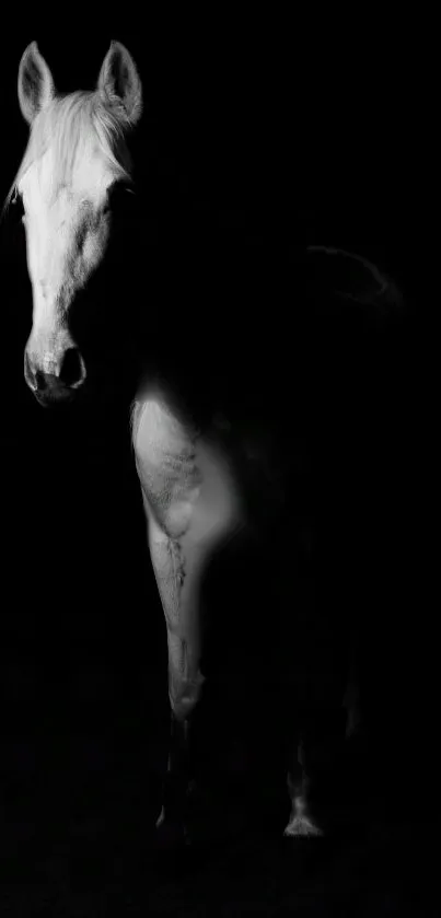 Black and white photo of an elegant horse with dark background.