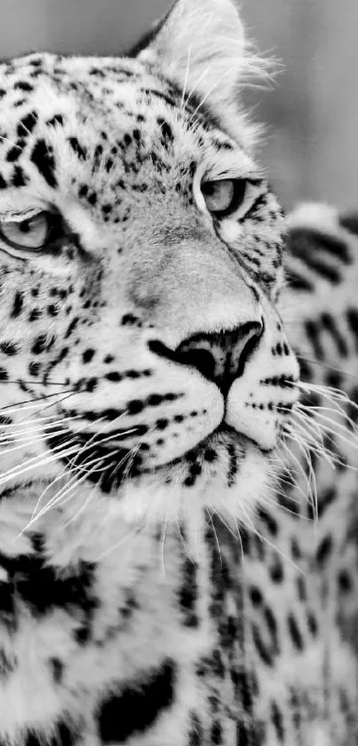 Black and white leopard in elegant pose.