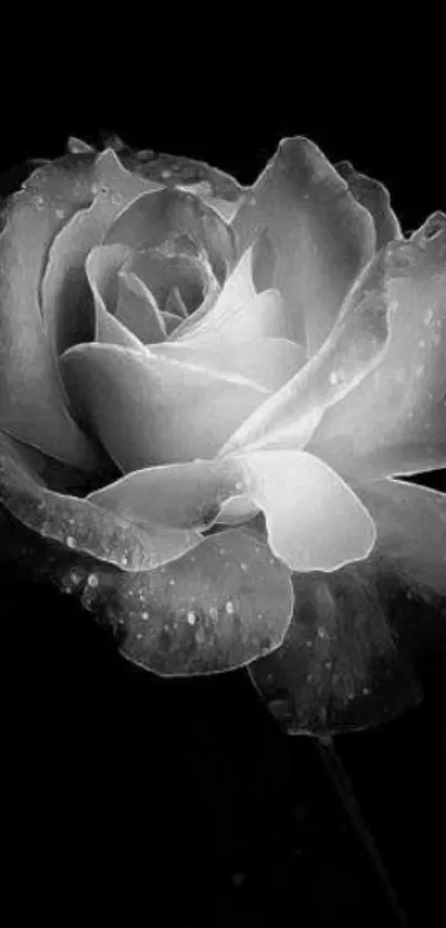 Black and white rose wallpaper, elegant and detailed for mobile backgrounds.