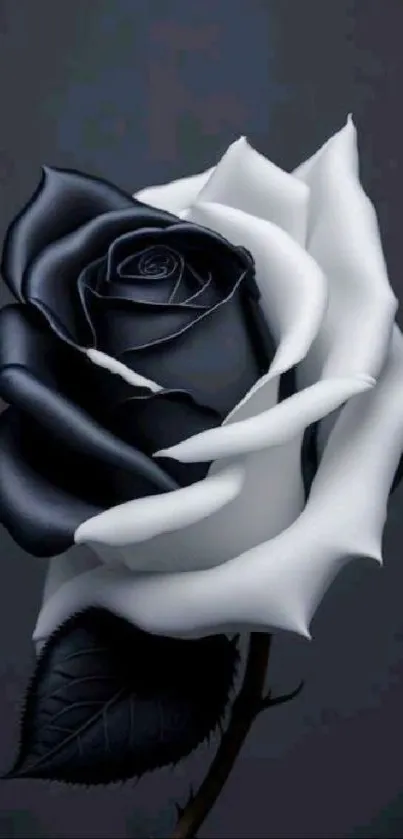 Elegant Black and White Rose - free download