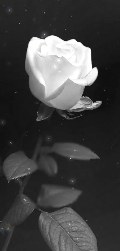 Elegant black and white rose on dark background.