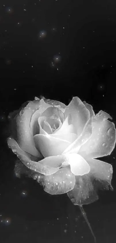 Black and white rose with elegant dark background.