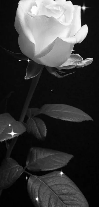 Black and white rose on a dark background.