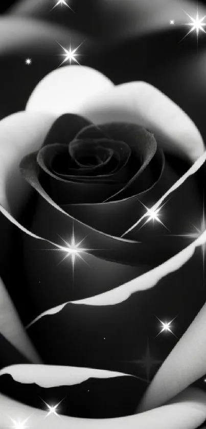 Black and white rose wallpaper with elegant petals.