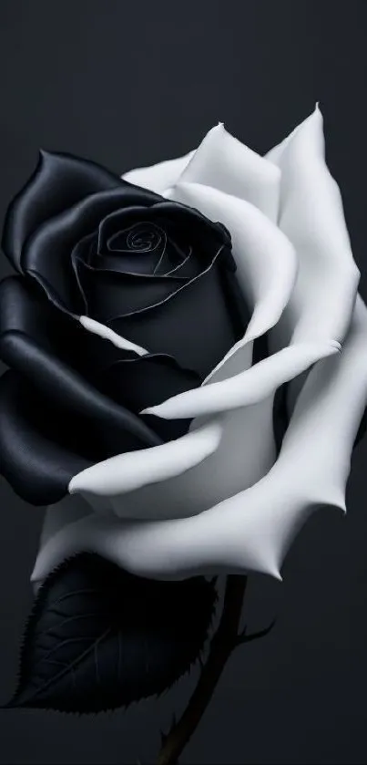 Black and white rose on a dark background, perfect for mobile wallpaper.