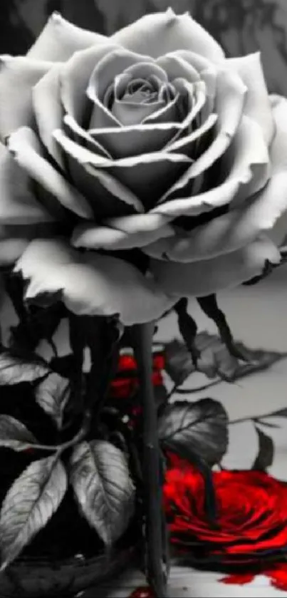 Black and white rose with red accent petals.